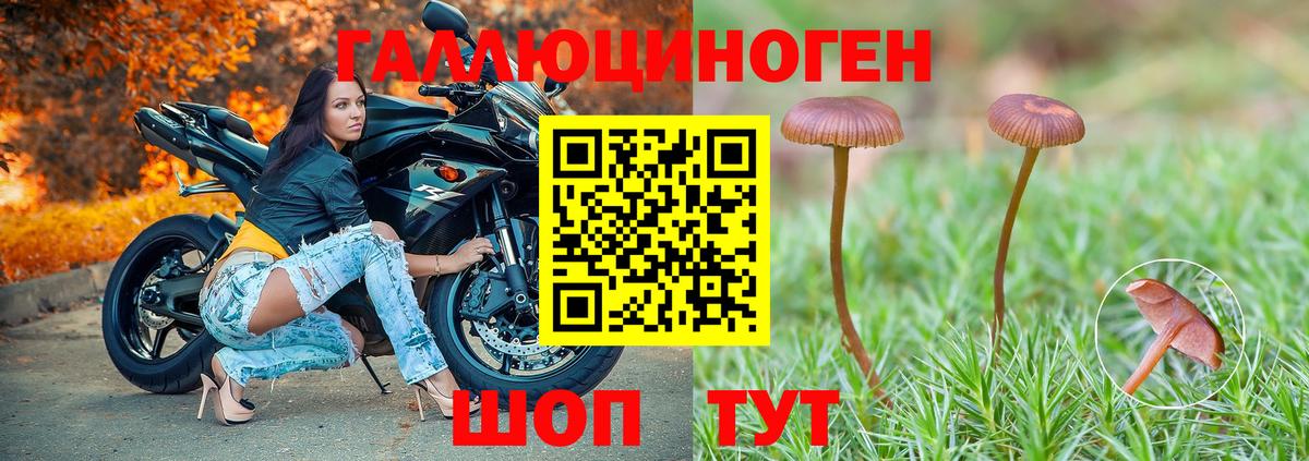 Мирный  Псилоцибиновые грибы Cubensis  Вход с VPN 